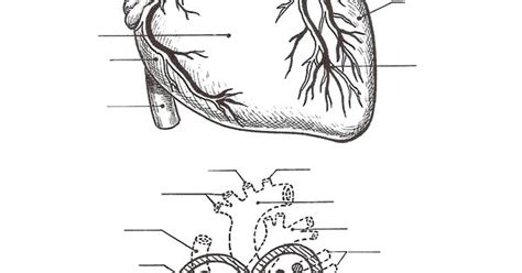 Esquema Del Corazón Sin El Nombre De Sus Partes Para Completar