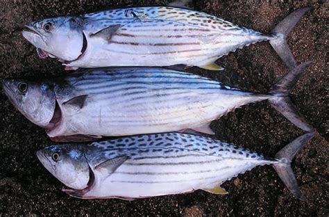 How To Catch Bonito Fishing For Bonito Tuna