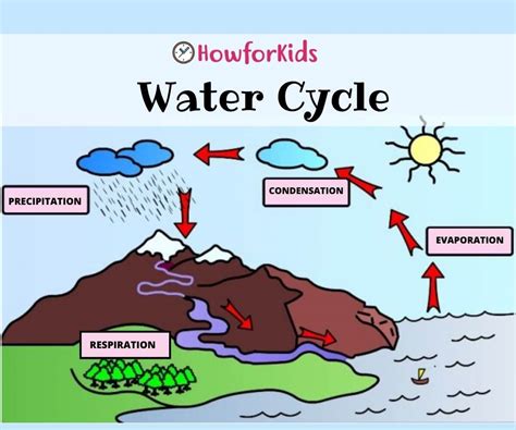 Chart Of Water Cycle