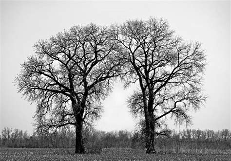 Life Lived Between Two Trees Photograph By Teresa Wells Fine Art America