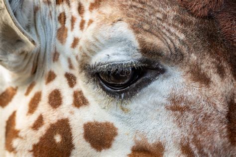 Giraffe Eye Colchester Zoo Essex England Future Echoes Flickr