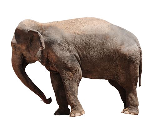 Elephant Transparent PNG Pictures - Free Icons and PNG Backgrounds