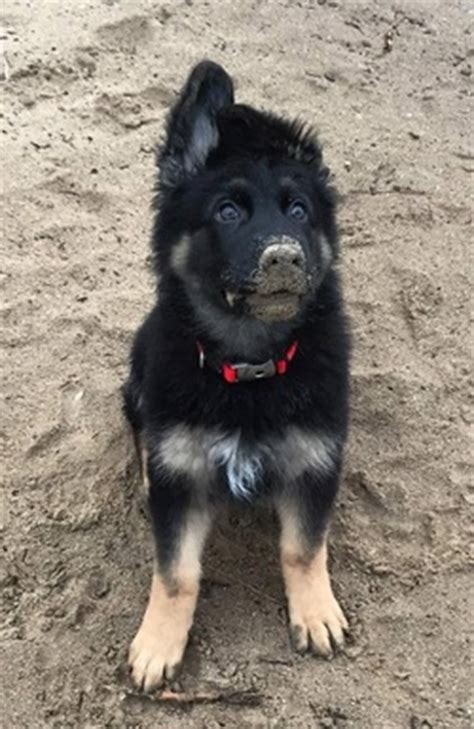 Beautiful german shepherd straight back, long haired pups from such lovely natured mum and dad. Long Coat German Shepherd Puppy for sale, Long Coat German ...