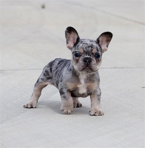 Follow our frenchie family for more: AKC Lilac/Merle Tri French Bulldog Puppy Boy (Jojo in 2020 ...