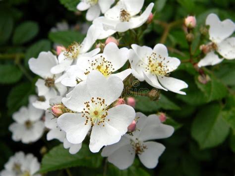 Blooming Wild Rose Shrub Tender White Petals Close Up Stock Photo