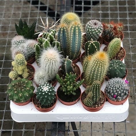 Plant the mescaline cactus seeds. Set of 10 Mixed Cactus Plants In 6cm Pots. House Plants ...