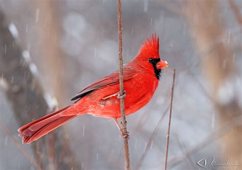 Photos Cardinal Rouge Northern Cardinal Cardinalis