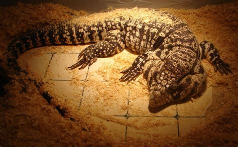 Tegus from around the world. File:Bandwtegu.jpg - Wikimedia Commons