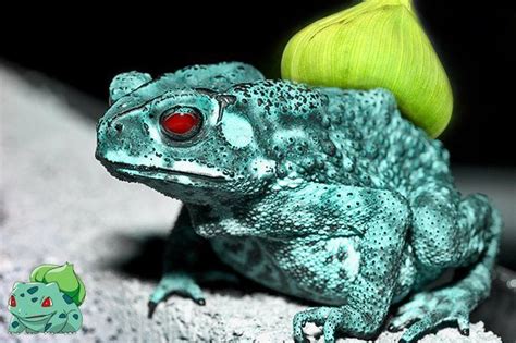 We did not find results for: Foto-Foto Ini Mengindikasikan Bahwa Pokemon Adalah Nyata, Keren Penampakannya!