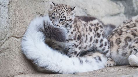 10 Wholesome Pics Of Snow Leopards Who Love Biting Their Fluffy Tails