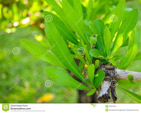 Green Leafed Plant Stock Photo Image Of Outdoor Green 53491694