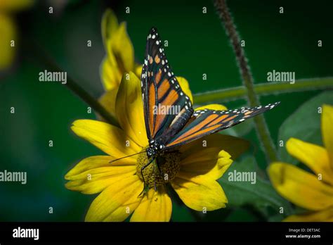 Monarch Butterfly On Daisy Hi Res Stock Photography And Images Alamy