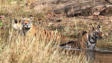 Spotty Cubs Record Shot By Rijul At Bandhavgarh National Park I