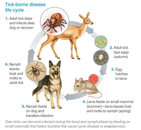 Detecting and Dealing with Lyme Disease — Dan's Dog Walking and Pet Sitting