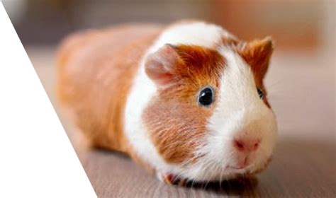 Find opening times for the nearest pet cemeteries & crematoriums and other contact details such as address, phone number, website. Give Shelter To A Little Animal: Adopt Guinea Pig - Mogul