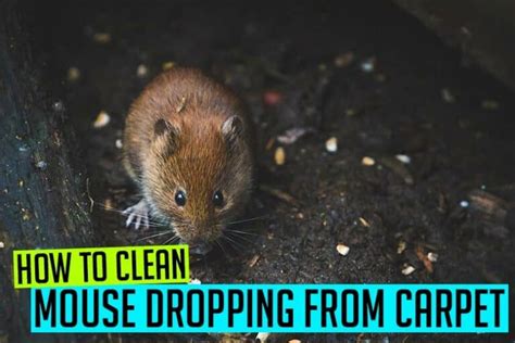 How To Clean Mouse Dropping From Carpet Step By Step Guide