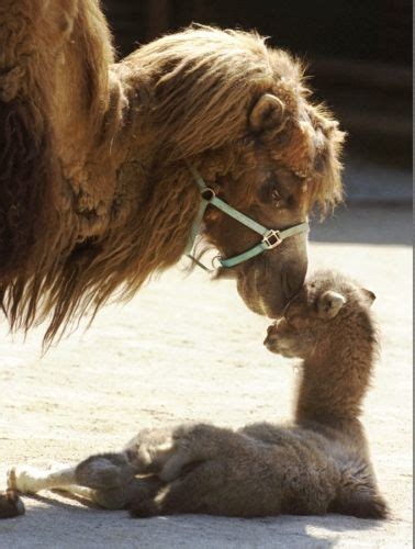 Those who remain by camel101. Baby monkey and its mom - Photos - Baby animals with their ...