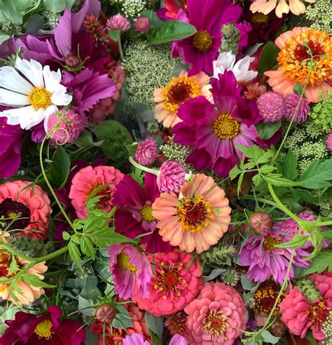 My Favorite Zinnia Varieties A Farm Update — Flourish Flower Farm