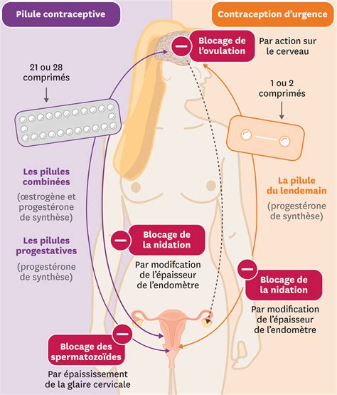 Comment Fonctionne La Contraception Hormonale Lelivrescolaire Fr