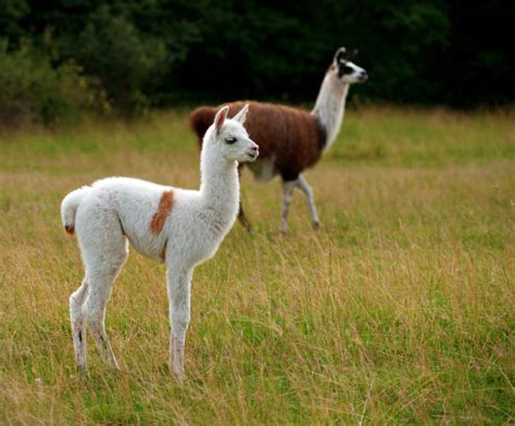 How long do Llamas live? Discover the Llama Lifespan (with Photos