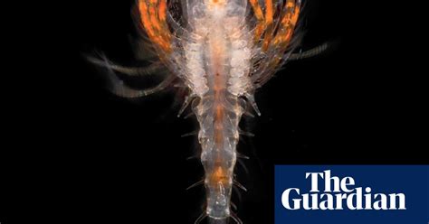 The Beauty Of Plankton In Pictures Environment The Guardian