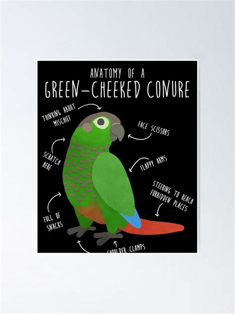 Green Cheek Conure Anatomy Poster For Sale By Psitta Redbubble