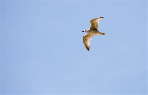 Seagull Flying Free Stock Photo Public Domain Pictures