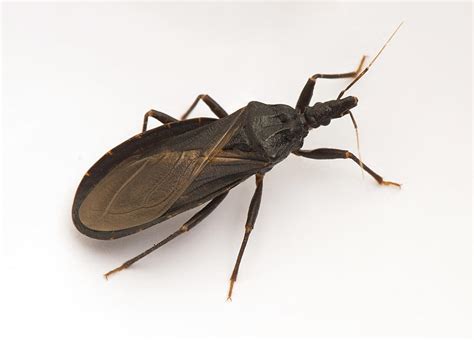 Deadly Kissing Bug Has Invaded Illinois