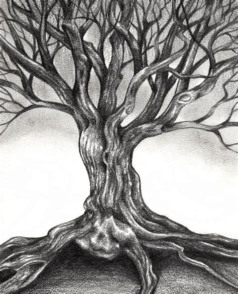 Tree Drawing Dr Odd Pencil Drawings Of Nature Tree Sketches Tree