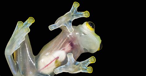 Последние твиты от glass frog digital (@glassfrog). The Glass Frog Doesn't Care if You Can See Its Guts | WIRED