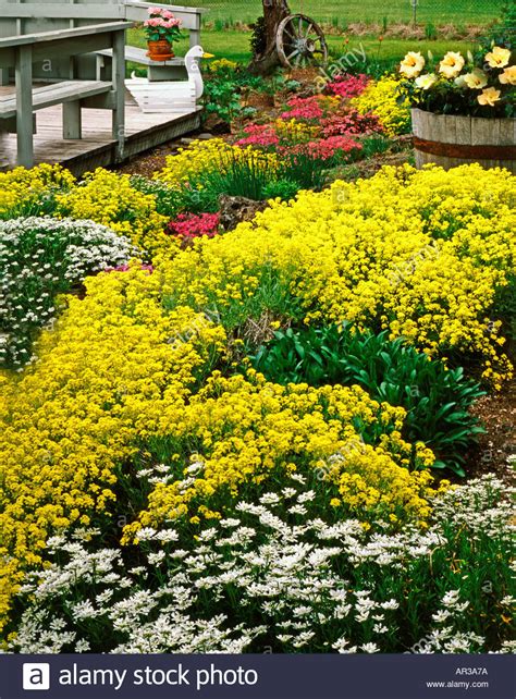 Colorful Blooming Rock Garden With Ground Cover Plants Of Basket Of