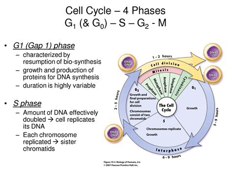It is the first sub stage of interphase. G1 phase videos