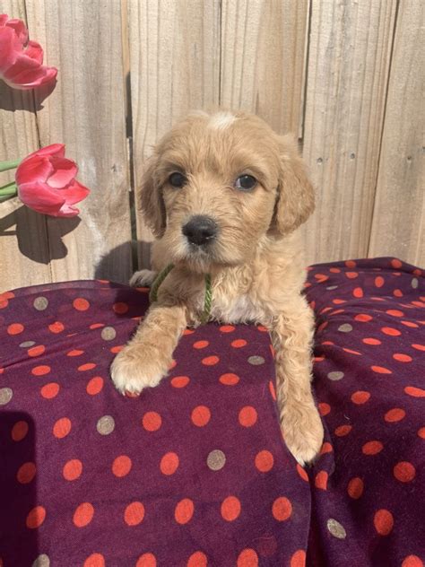 The mom is a golden retreiver, weights 60, dad is a mini poodle, weights 10 pounds. Goldendoodle Puppies for Sale in Florida by Love My ...