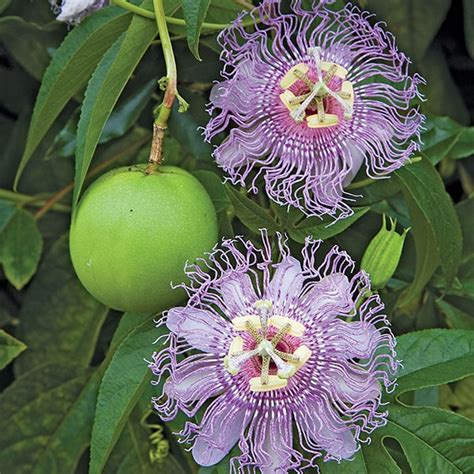 75 free images of passion flower. Maypop Passion Flower (Passiflora incarnata)