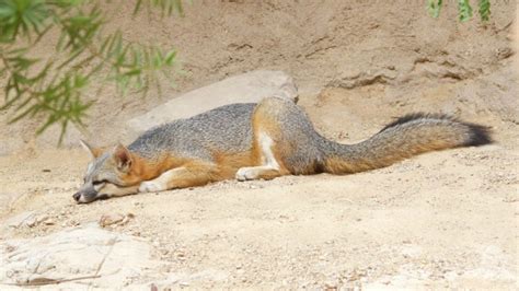 5 Fascinating Facts About Texas Red And Gray Fox