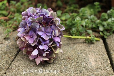 The Simple Way To Dry Hydrangea Flowers And Retain Their Color