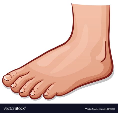 Human Foot Cartoon Isolated Royalty Free Vector Image