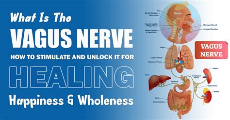 Ways To Stimulate The Vagus Nerve For Healing Menlify