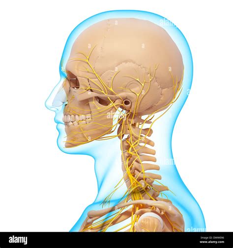 Peripheral Nervous System Head Neck Drawing Stock Photo 67546562 Alamy