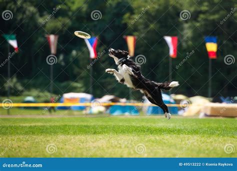 Border Collie Dog Catching Frisbee In Jump Stock Photo Image Of Happy