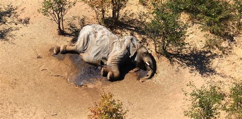 hundreds of elephants are mysteriously dying in botswana a conservationist explains what we know