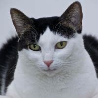 We urge all cat owners to look beyond a quick fix solution that can have. Adopt a Cat or Kitten | Cuddly Companions Ready for a ...