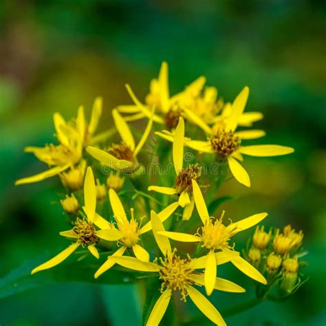 Photo Of Yellow Wild Flower In Carpathian Mountains Stock Image Image