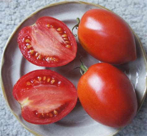 jutland world tomato society