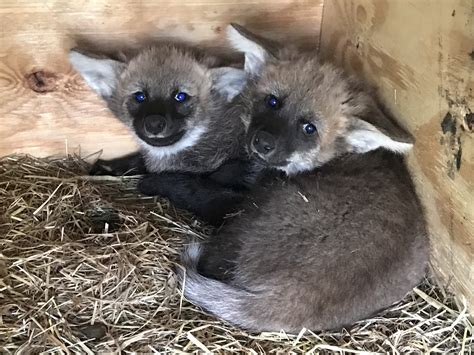 Louisvillekys Zoo Celebrates Birth Of Two Maned Wolf Pups Louisville Ky