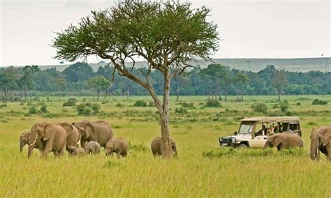 Tanzania Safari Holidays Planning For A Perfect Getawayted Adventures
