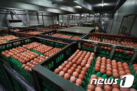 살충제 계란 친환경축산 했는데 전남 양계농가 당국 당혹 뉴스1