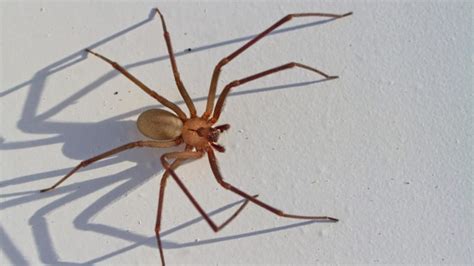 How To Get Rid Of Brown Recluse Spiders A Detailed Guide Pest Samurai