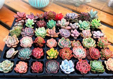 50 Assorted Succulent Cuttings Different Live Plants Real Plant Free