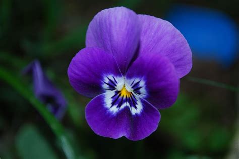 Flor Violeta Consejos Para Mi Huerto